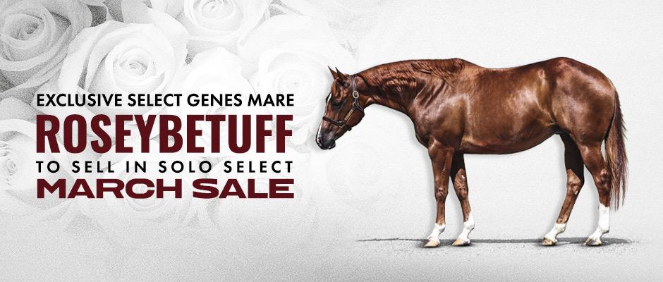 Exclusive Select Genes Mare Roseybetuff To Sell in Solo Select March Sale