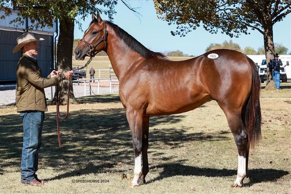 Solo Select's Apollitical Beau Tops Day 1 of Heritage Place Fall Mixed Sale 2024 at $115,000