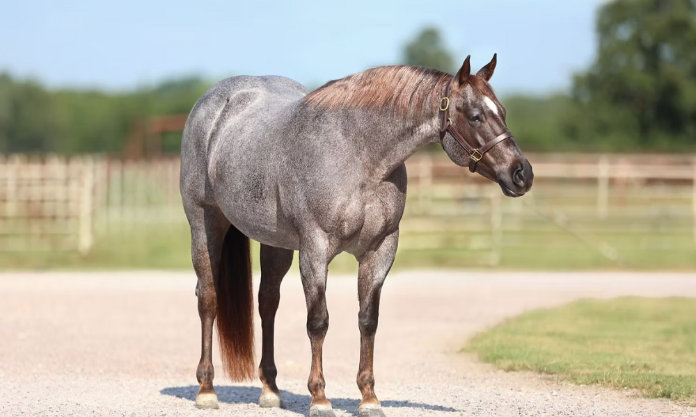 NRCHA Open Snaffle Bit Futurity Finalist & Proven Producer One Sparking Time to Sell in Solo Select Thanksgiving Sale