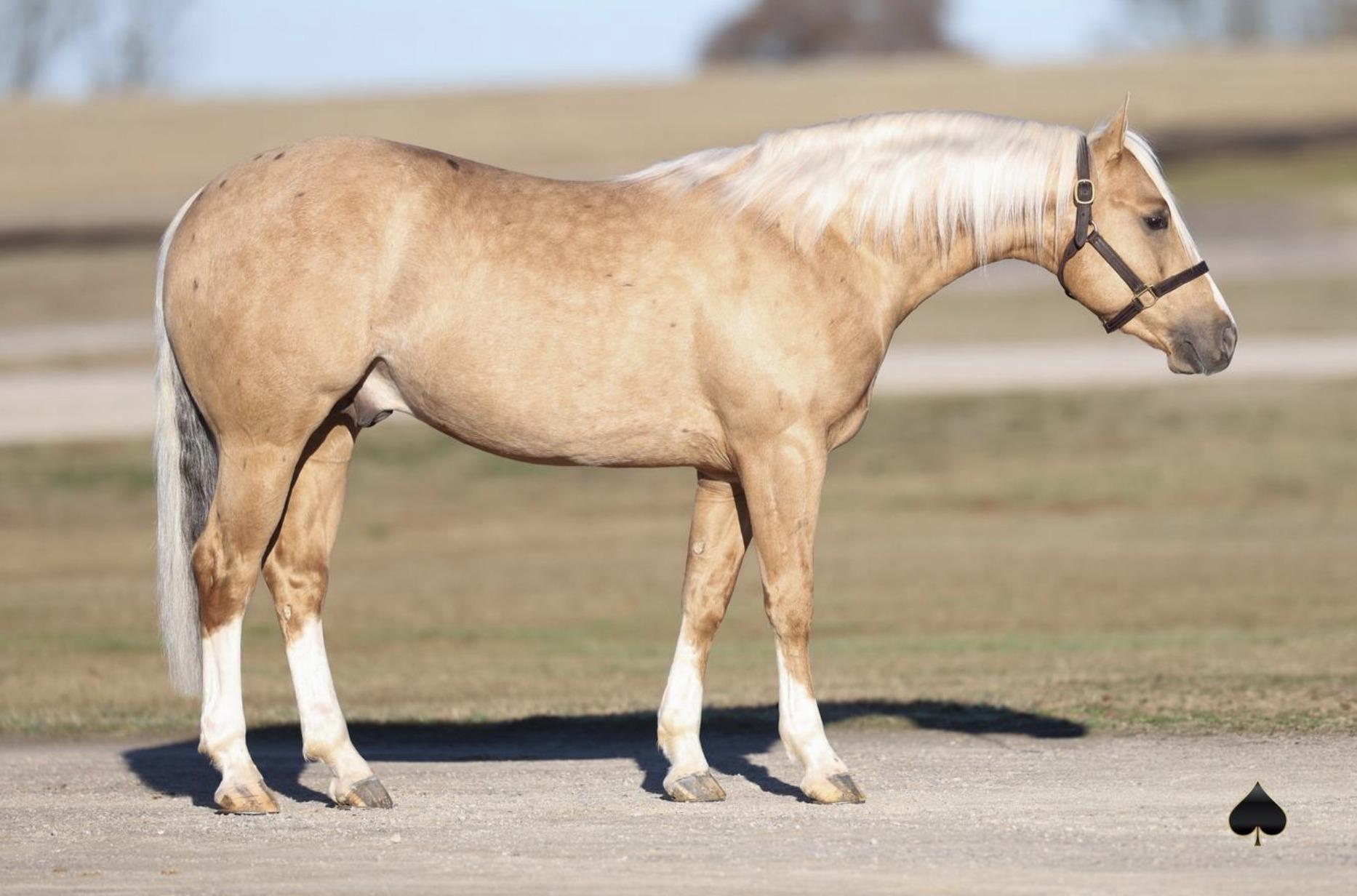 Two Elite Shining Spark Colts Sell February 16th in the Solo Select Sale