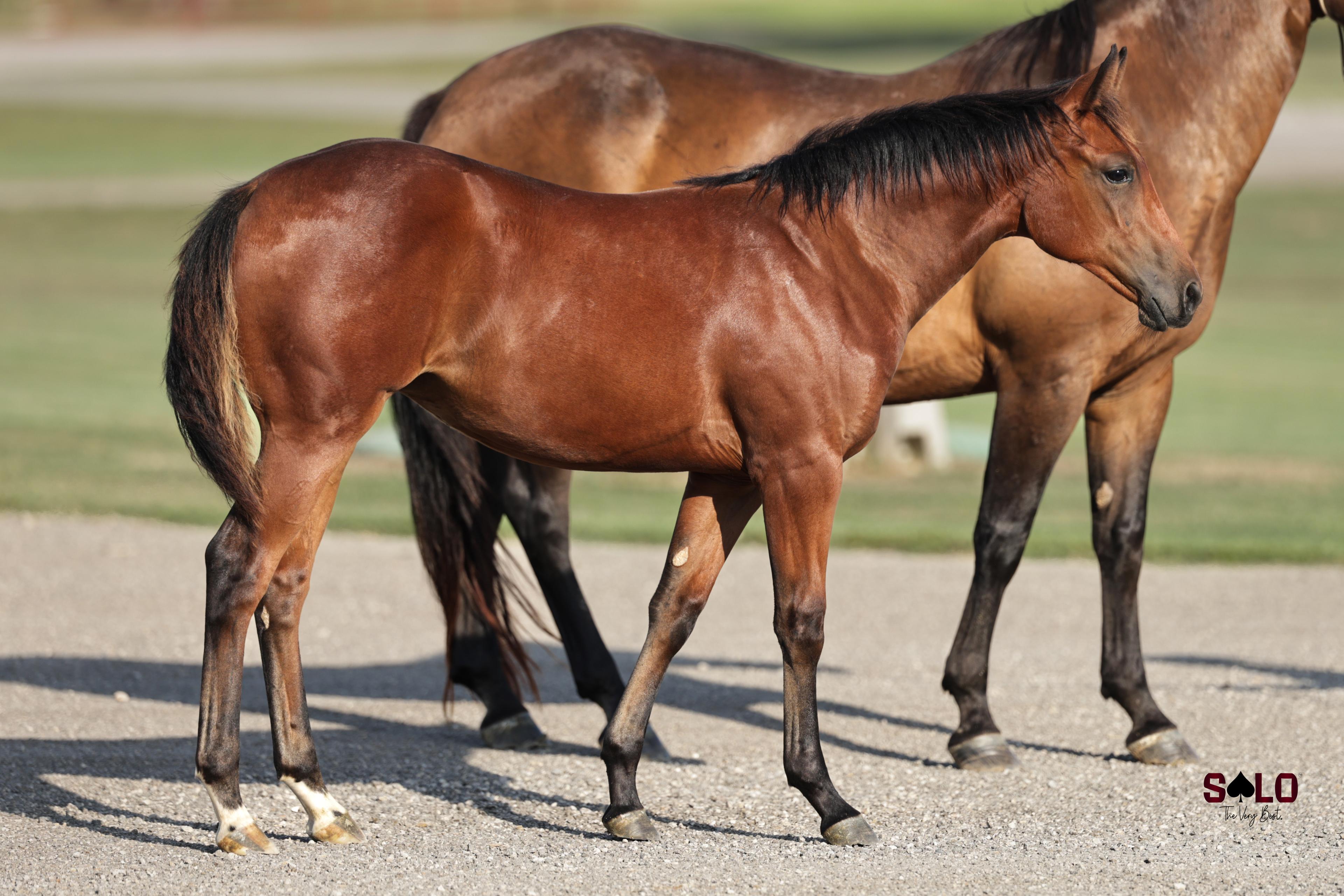 Rare Air: Filly o/o Full Sister to NFR Head Horse SJR Diamond Billy By Pride And Joyy SELLS Sept. 1