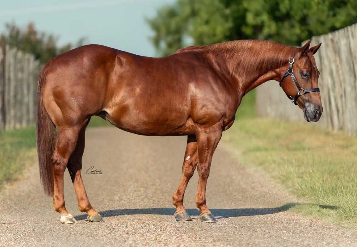 $680,425 Producer Catnaps Strengthens Select Genes' Mare Offering