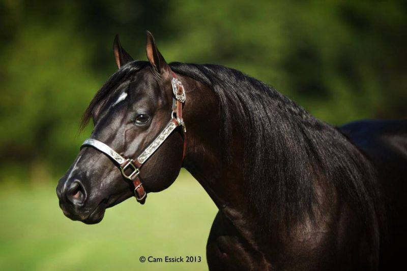 $127,871 earner REF Black Mamba Offered in the Solo Select Thanksgiving Sale