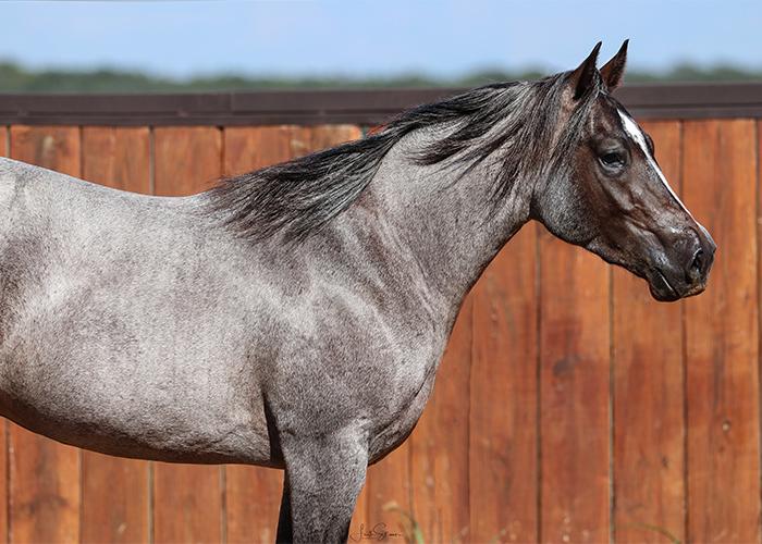 $270K in a Flash—Solo Select’s New Sale Format Delivers Big with International Buyers