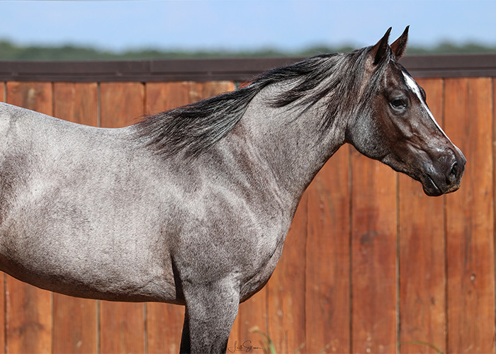 $270K in a Flash—Solo Select’s New Sale Format Delivers Big with International Buyers