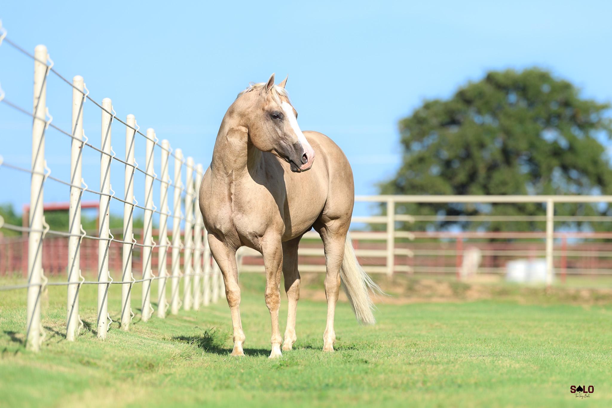 Another Big Win: $70k Stallion, $64k Weanling Headline Solo Flash Sale