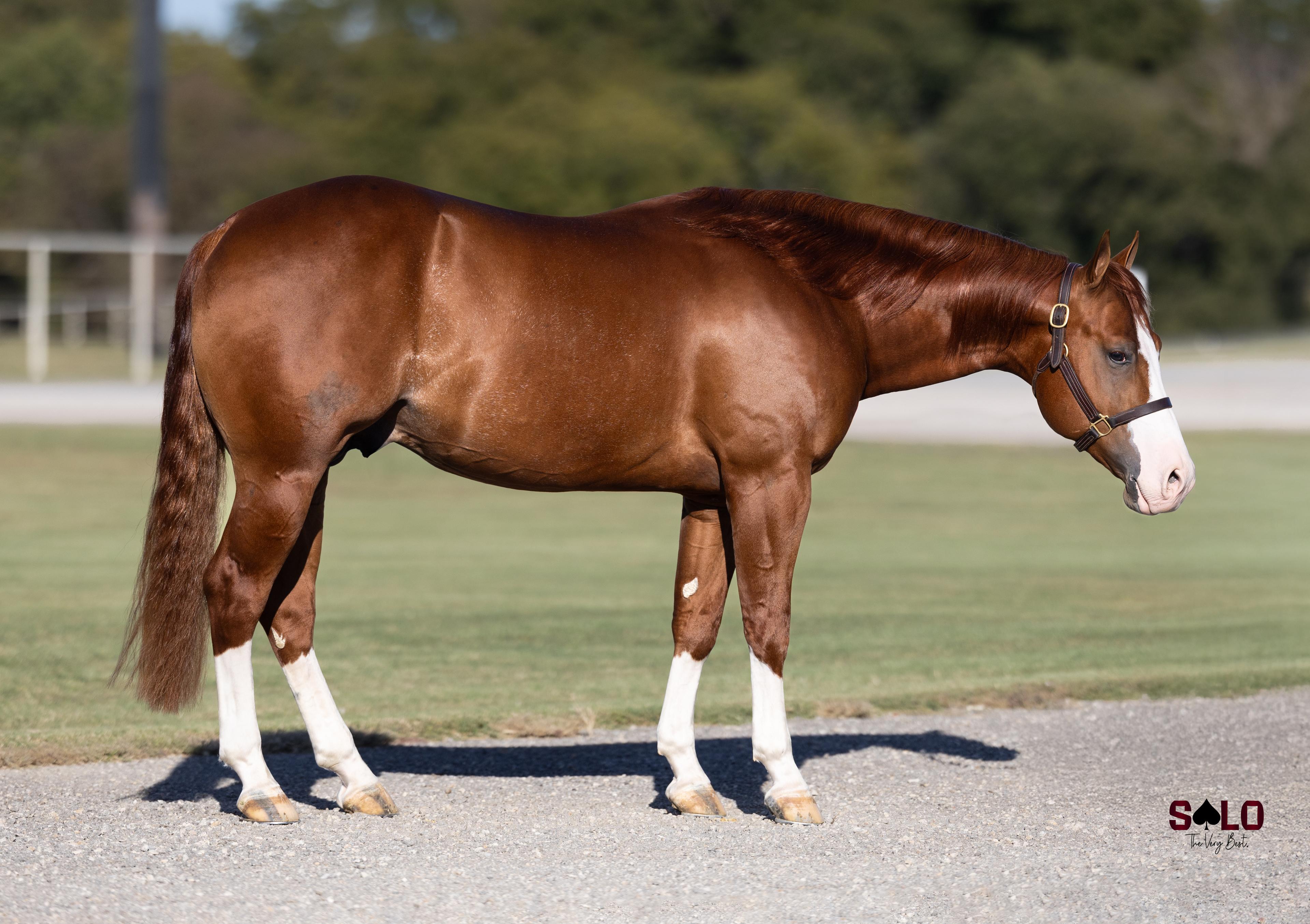 Full Brother to Run For A Million Champion to Sell: Smokem Ice