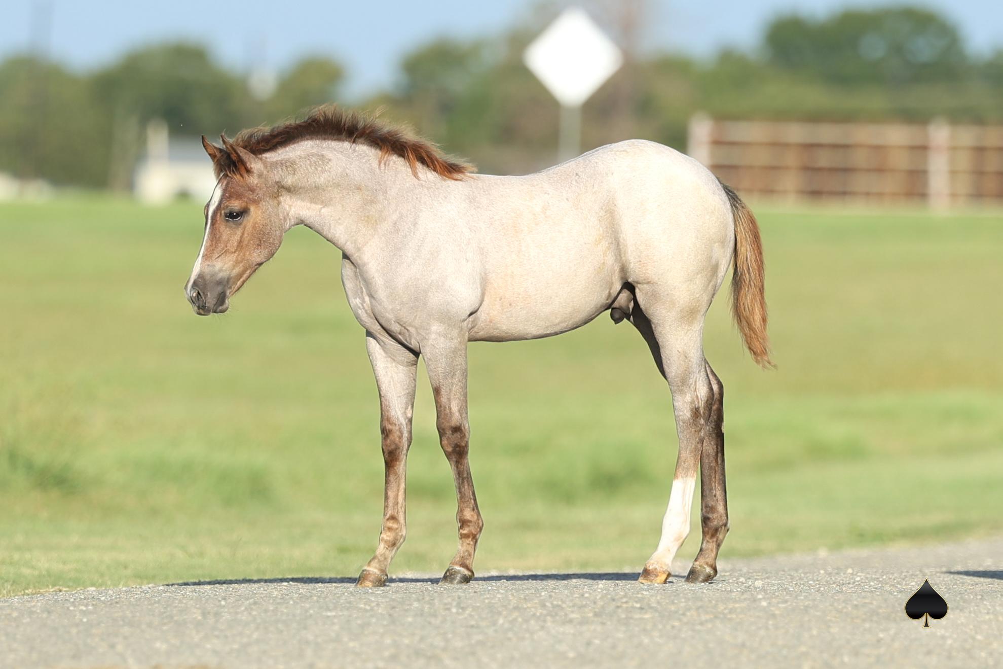 Solo Select Brings Elite Selection to Billings Livestock February Sale