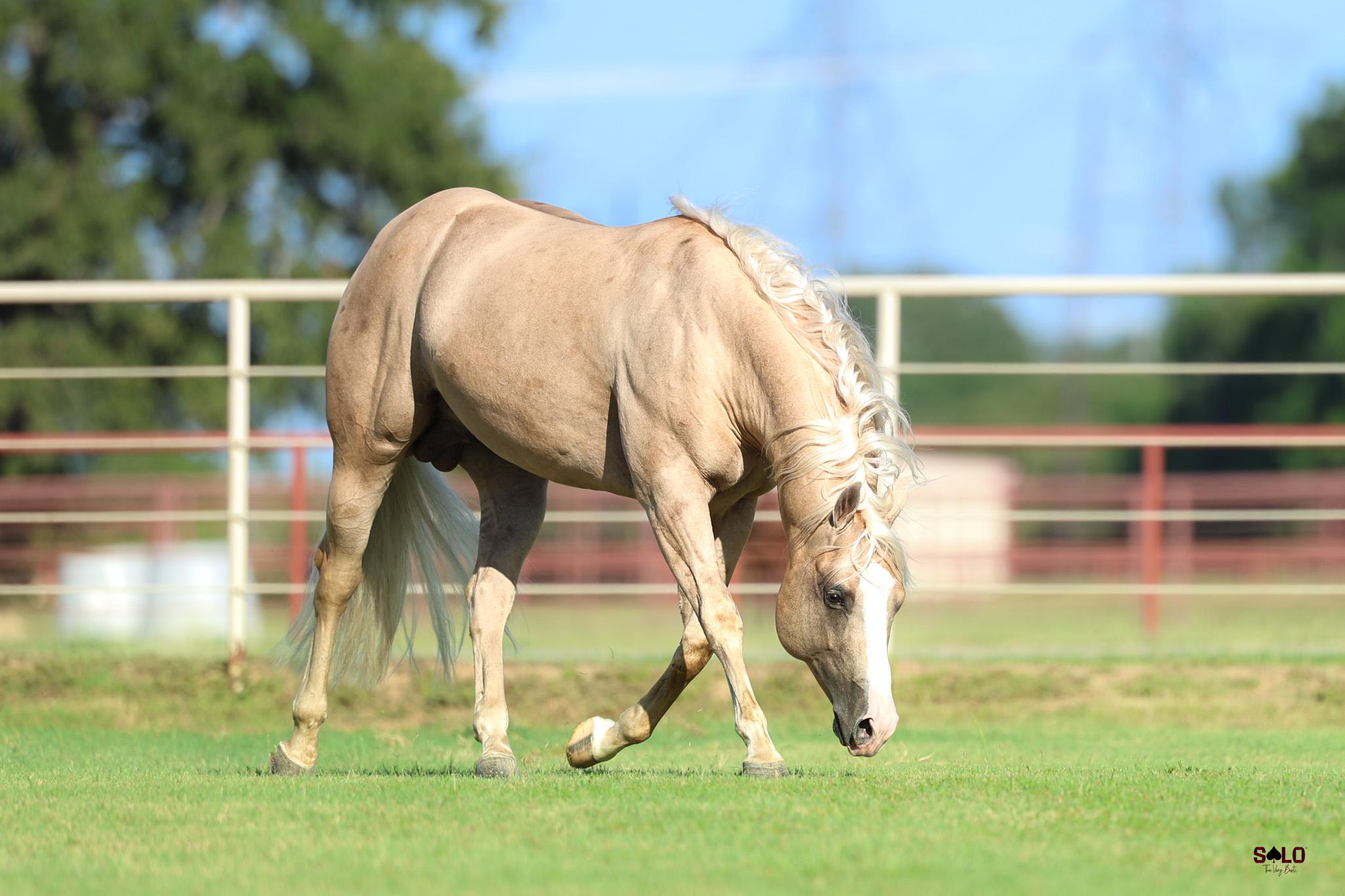 Luxury in Lineage: Shining Spark Stallion With $28,170 in Earnings Sells This Sunday