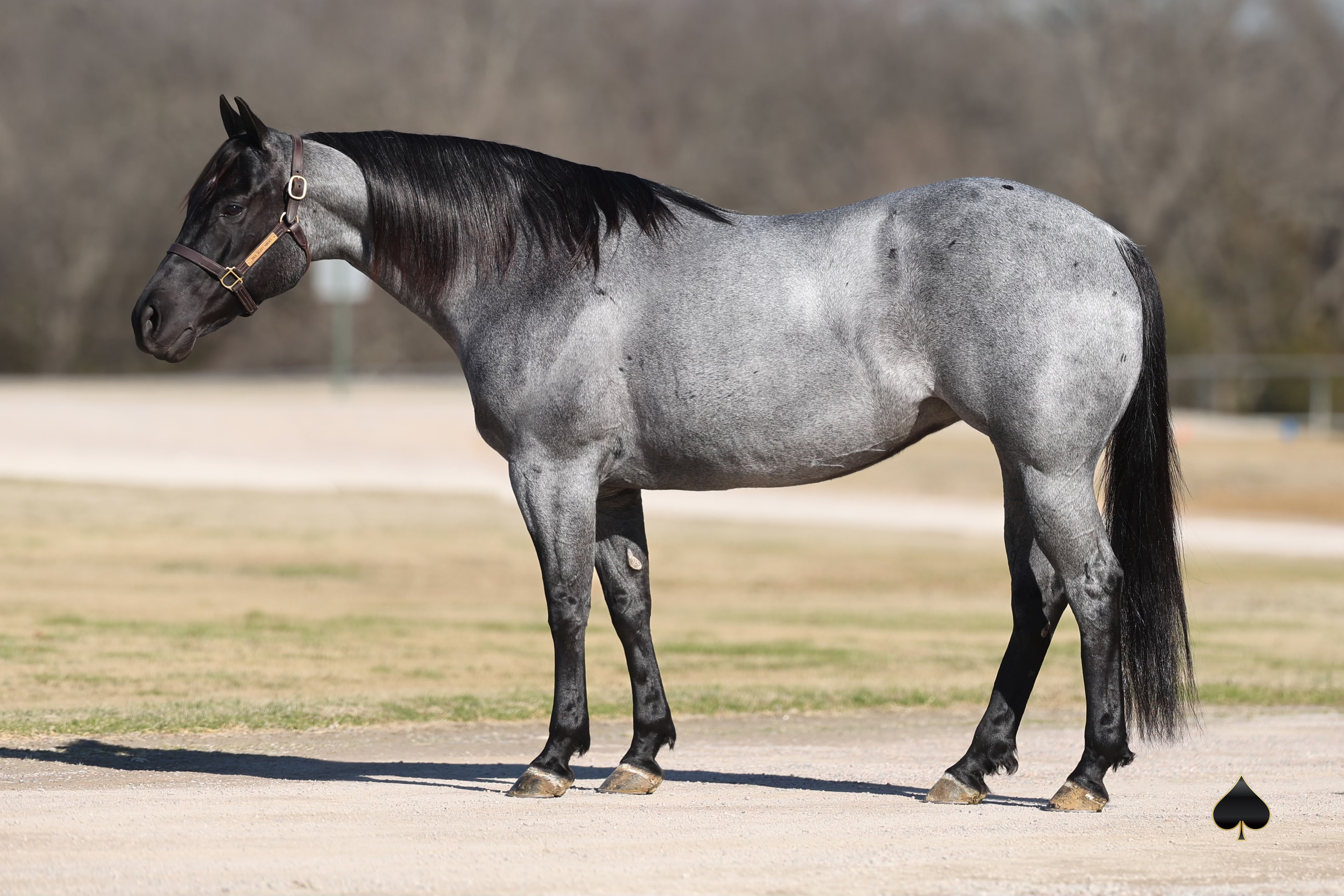 Leading Rope Horse Mare DT Hickory Blu Steel Joins Select Genes Lineup