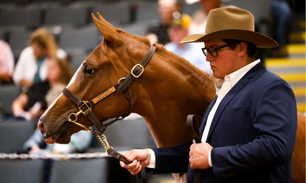 Solo Select Makes $2.4M Statement at 2025 Ruidoso Select Yearling Sale