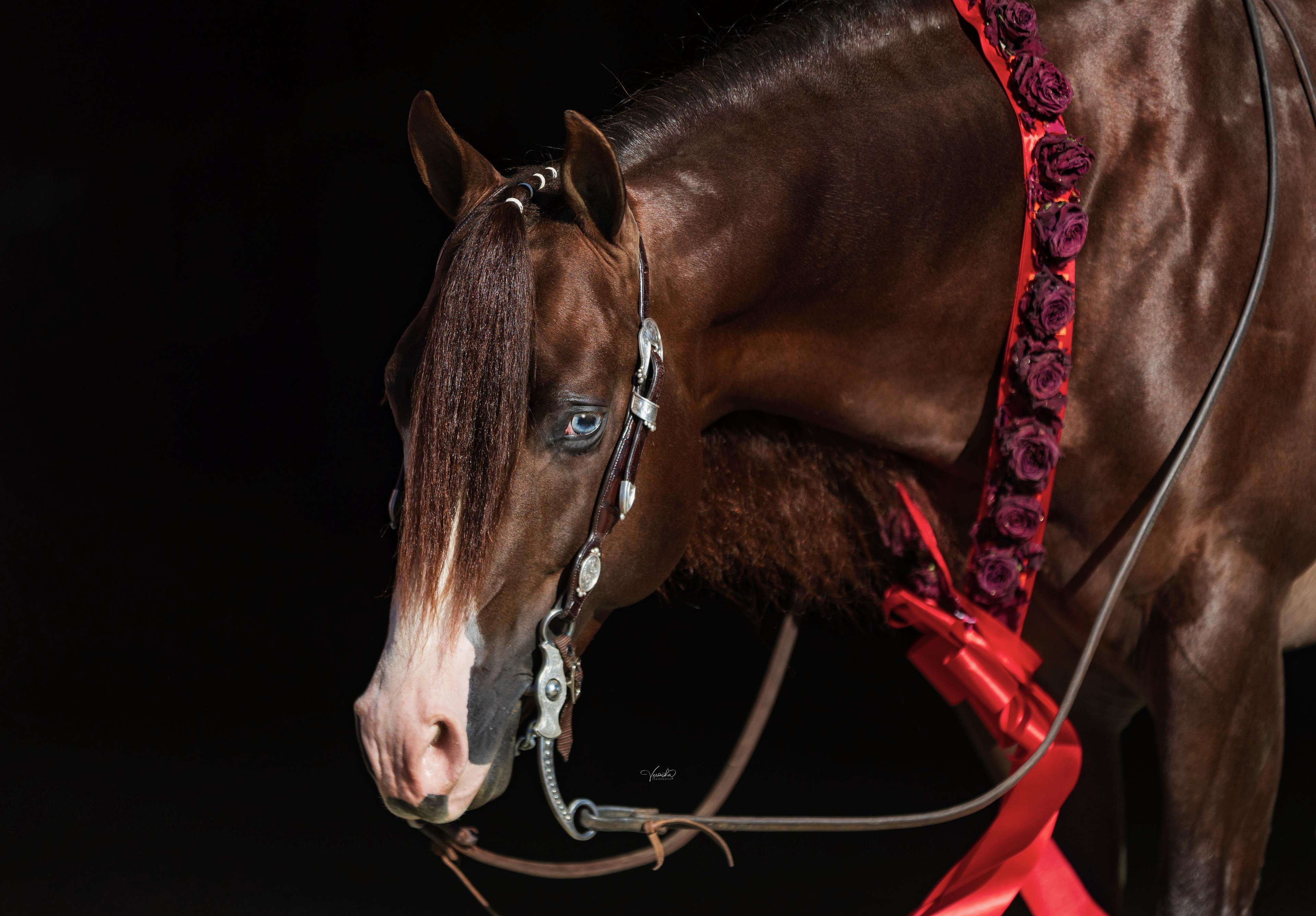 NRHA Futurity Champion The Firemen to Stand at Solo Select