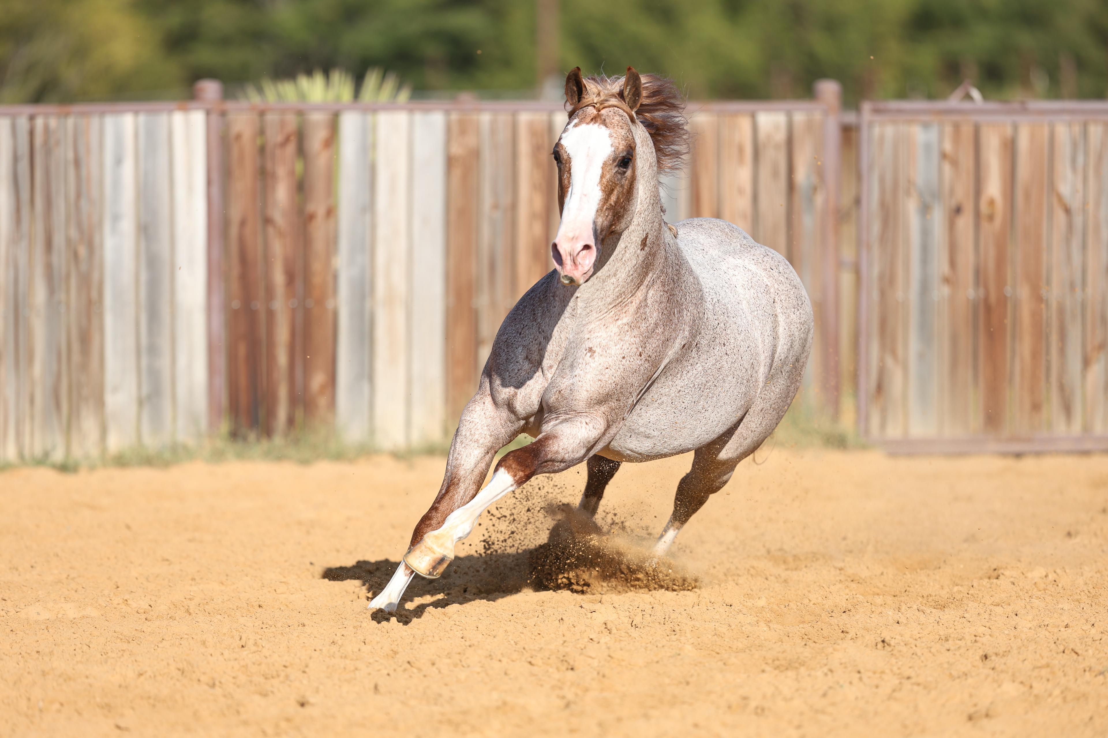Metallic Cattack, The Darkk Side to Stand at Solo Select for 2024 Breeding Season