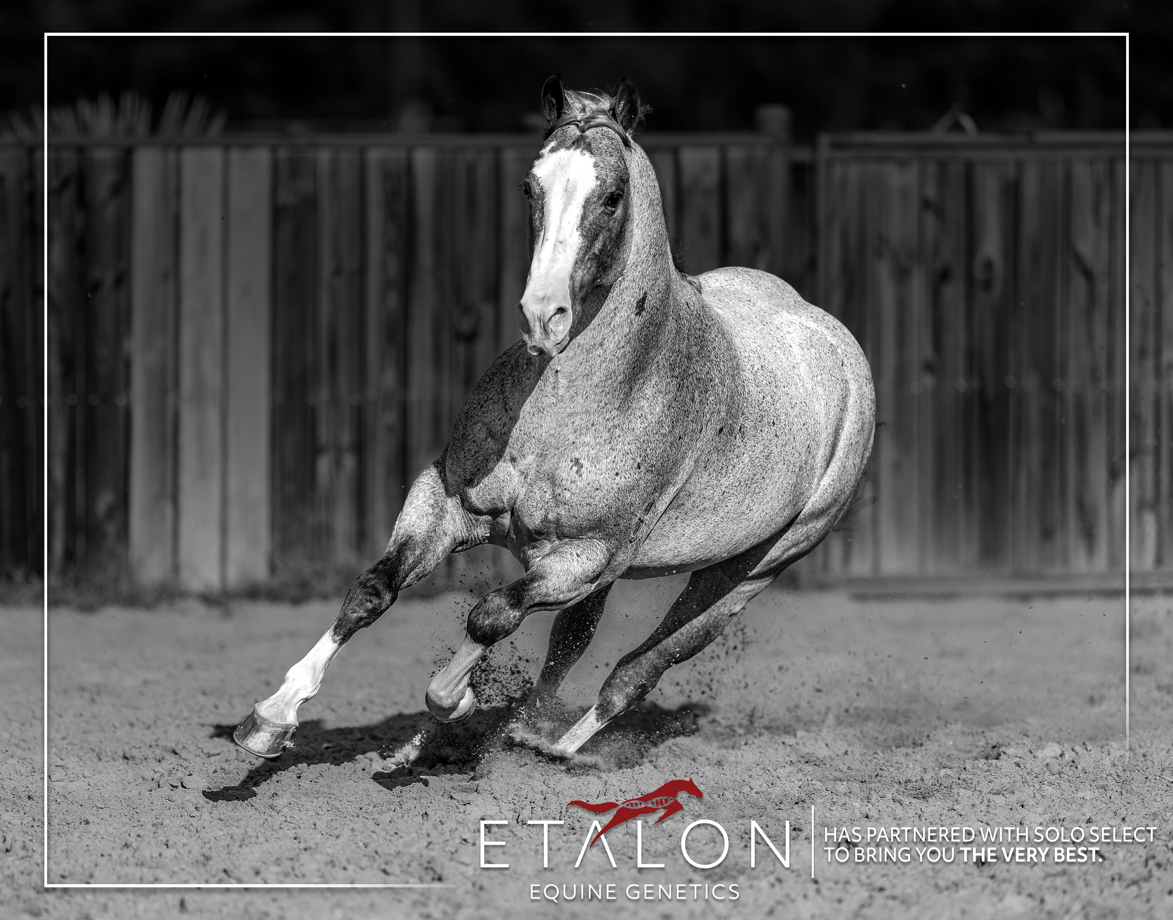 Solo Select, Etalon Partner to Build Genetic Database of Western Performance Industry