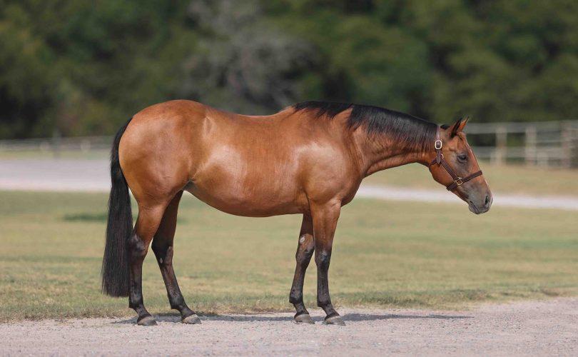 Lloyd Cox’s Superstar $227,720 earner, Ms Baby Cakes, To Sell In Labor Day Select Online Sale
