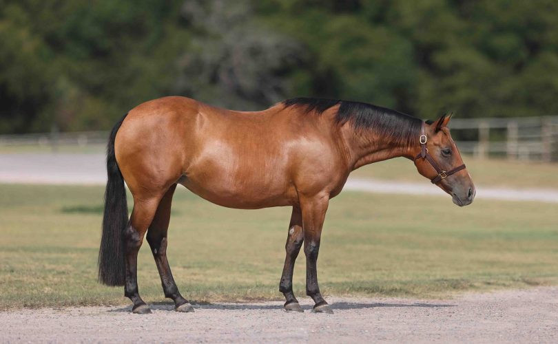 Lloyd Cox’s Superstar $227,720 earner, Ms Baby Cakes, To Sell In Labor Day Select Online Sale
