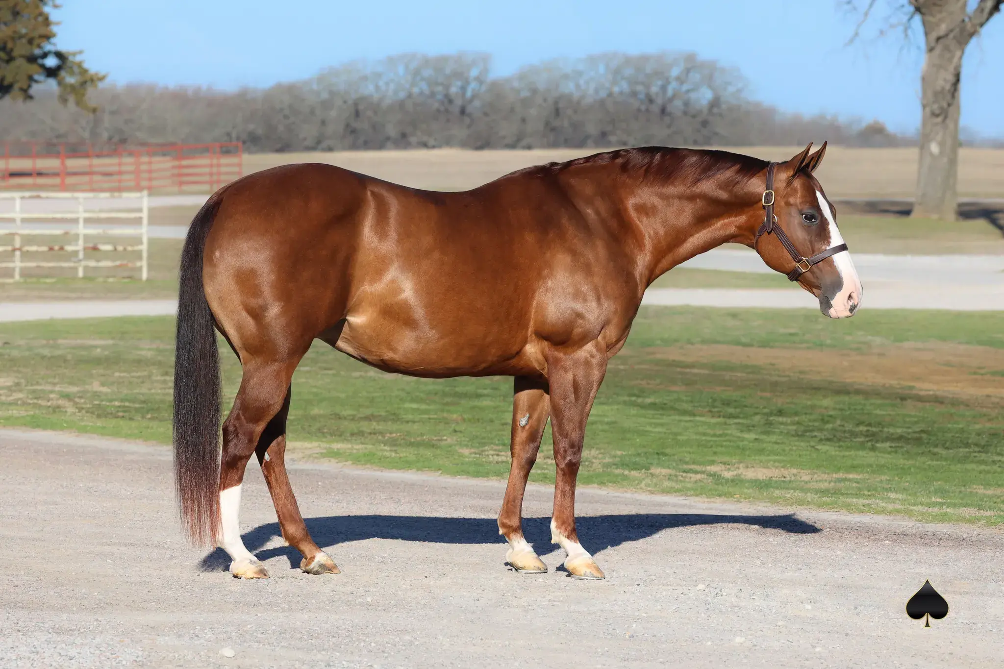 Stylish Lizzie, a 2006 sorrel donor mare in the Select Genes ICSI embryo program at Solo Select Horses