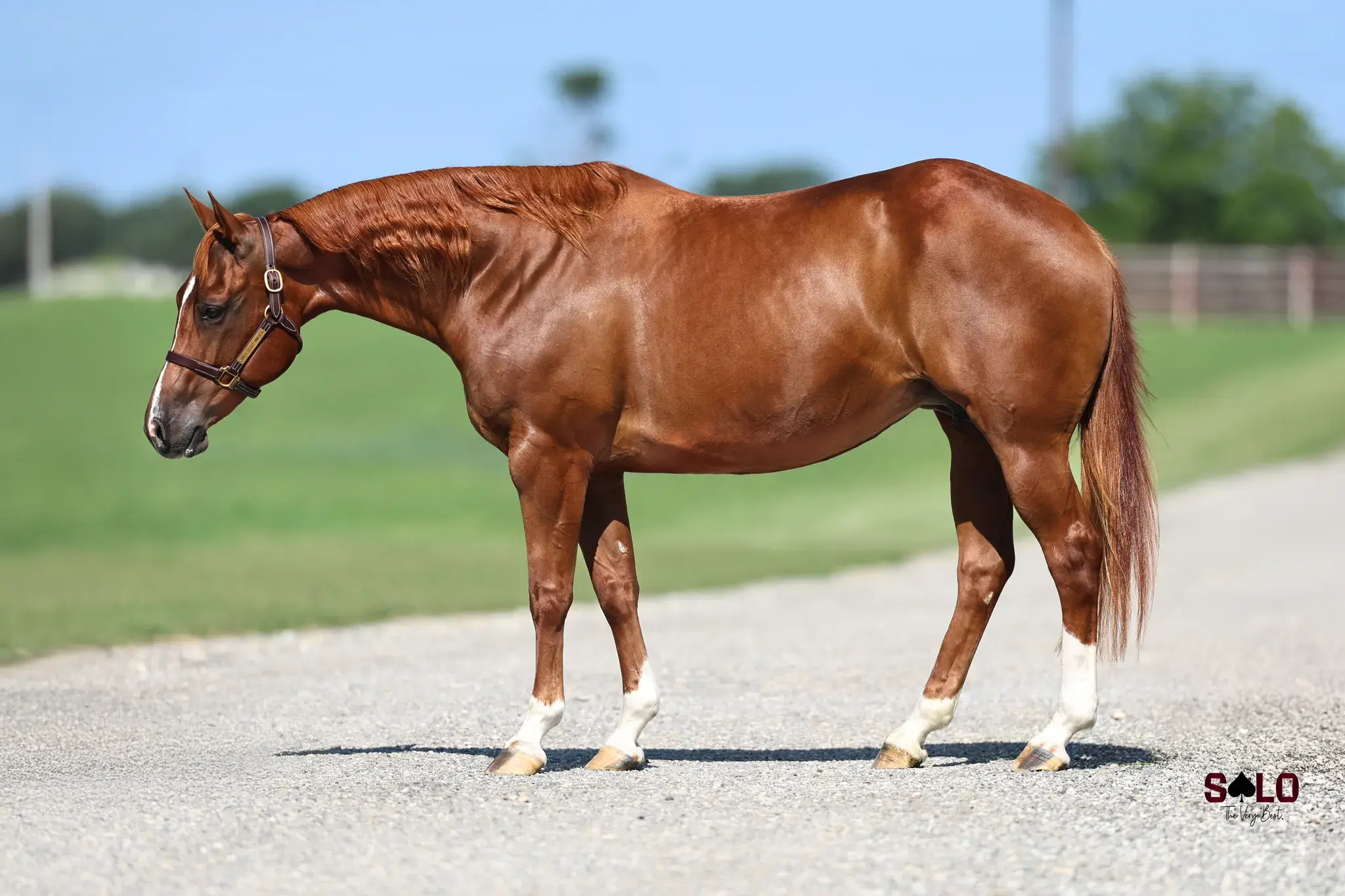Roseybetuff, a 2013 sorrel donor mare in the Select Genes ICSI embryo program at Solo Select Horses