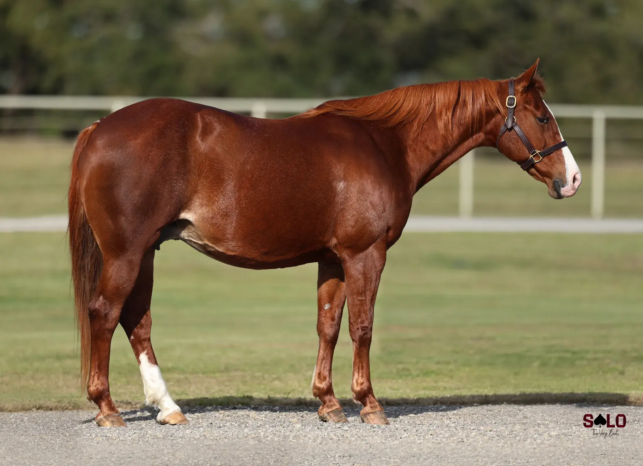 Ahh Momma Mia, a 2012 sorrel donor mare in the Select Genes ICSI embryo program at Solo Select Horses