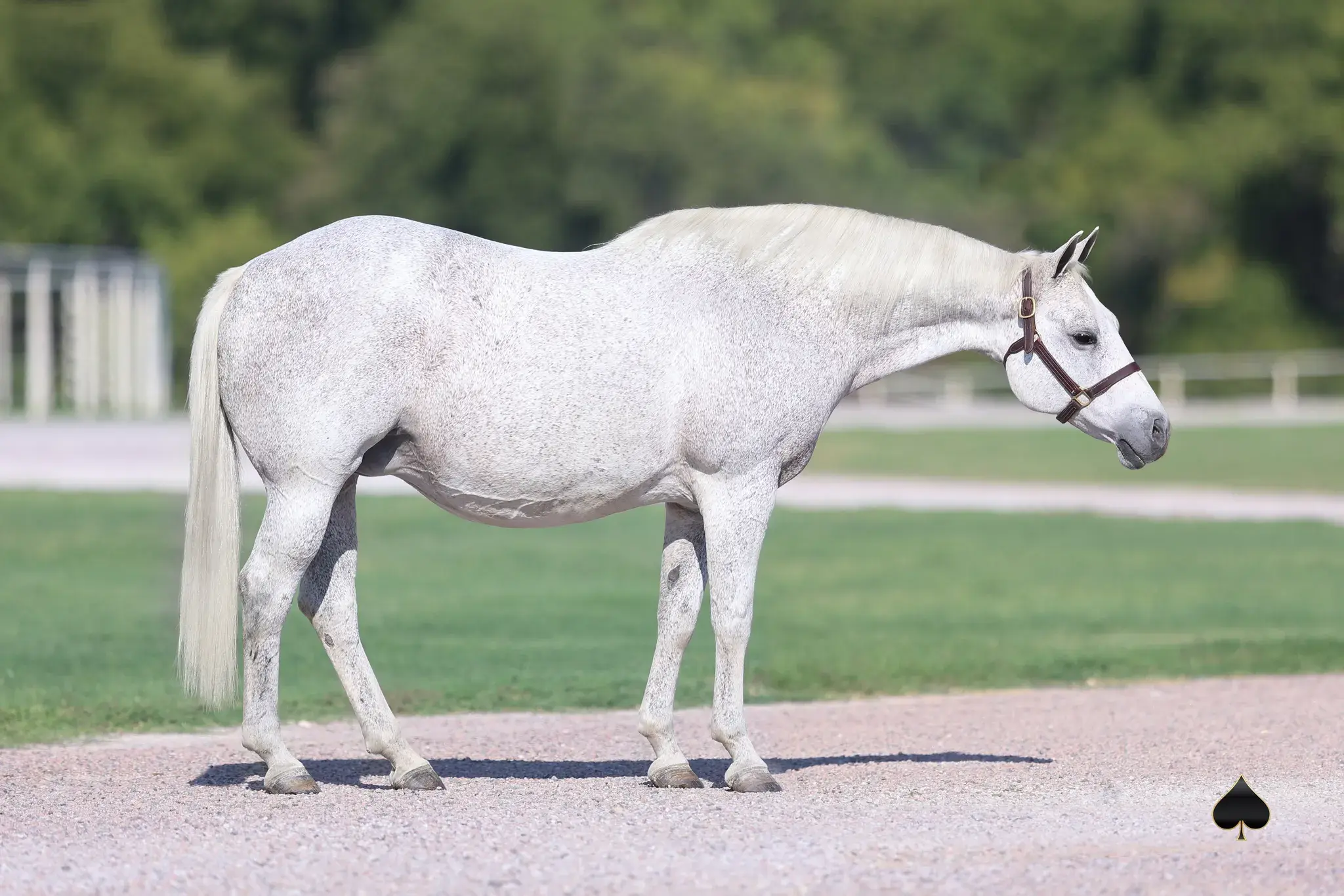 Play Corn, a 2006 gray donor mare in the Select Genes ICSI embryo program at Solo Select Horses
