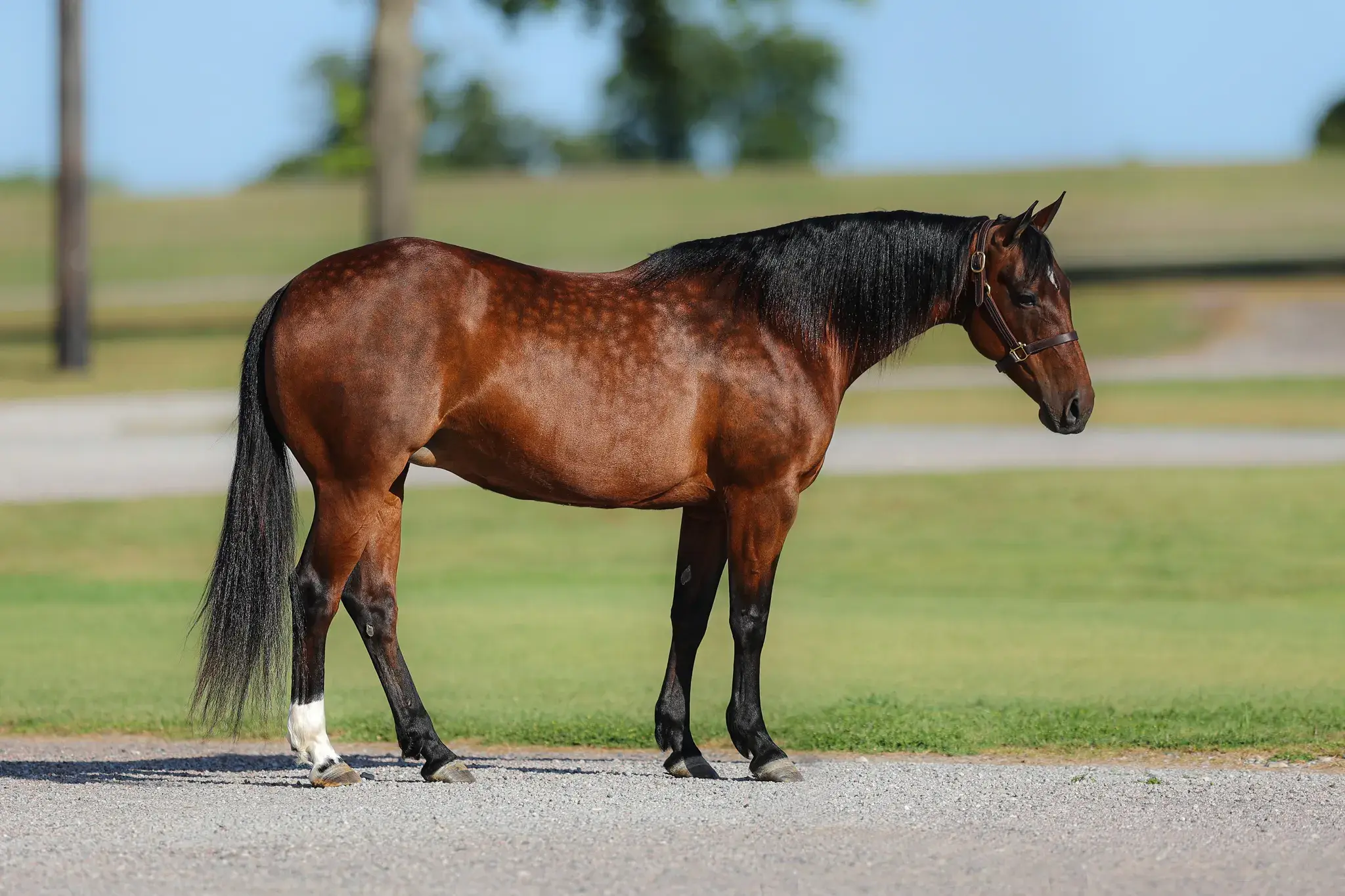 Carrera Cat, a 2012 bay donor mare in the Select Genes ICSI embryo program at Solo Select Horses
