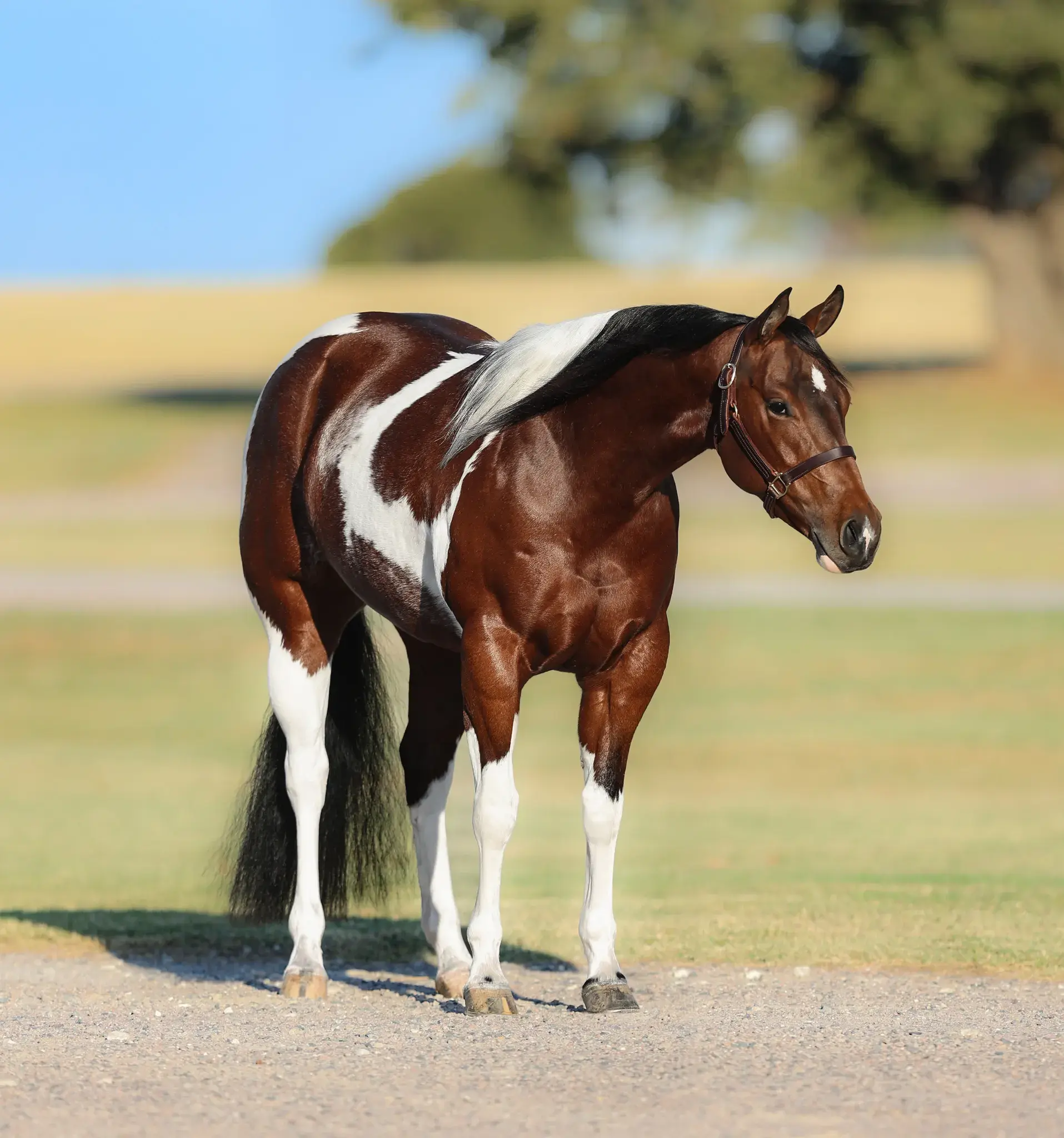 Big Time Movie Star, a 2018 bay tobiano donor mare in the Select Genes ICSI embryo program at Solo Select Horses