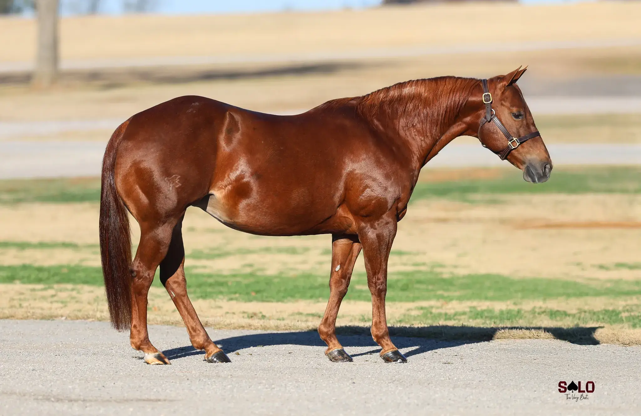 Catnaps, a 2009 sorrel donor mare in the Select Genes ICSI embryo program at Solo Select Horses