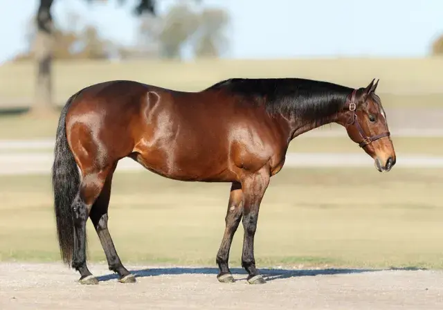 Breitling Time, a 2008 bay donor mare in the Select Genes ICSI embryo program at Solo Select Horses