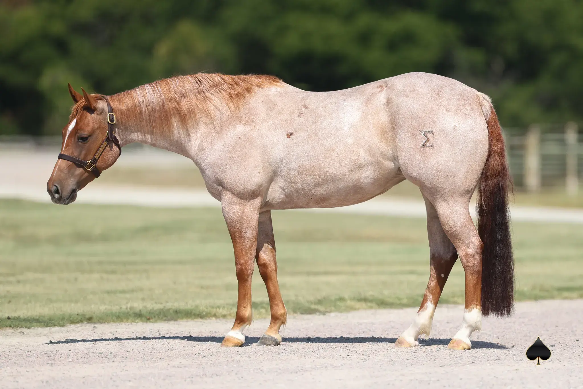 CR Tuff Sunshine, a 2019 red roan donor mare in the Select Genes ICSI embryo program at Solo Select Horses