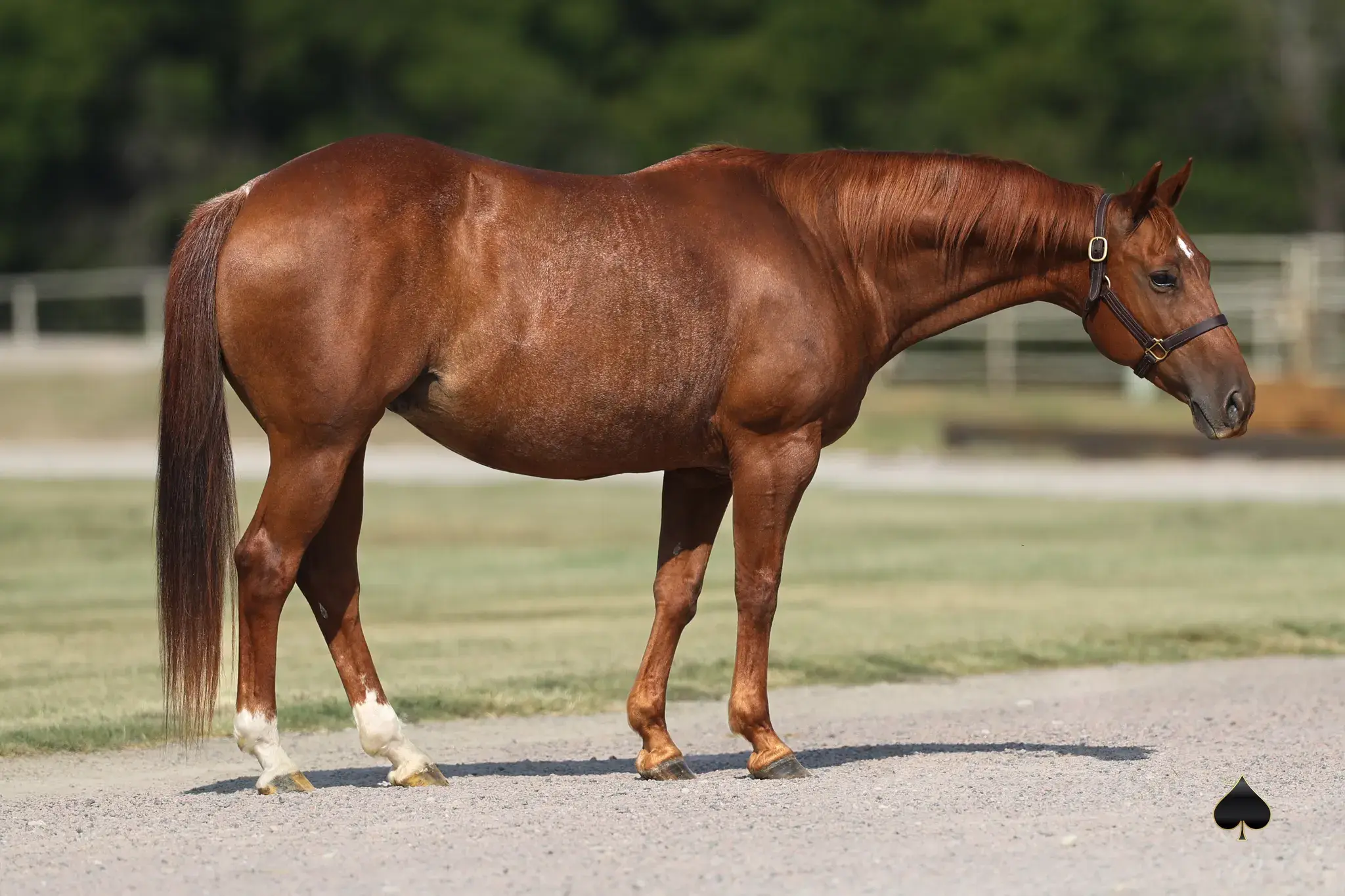 Cattahoochie, a 2007 sorrel donor mare in the Select Genes ICSI embryo program at Solo Select Horses