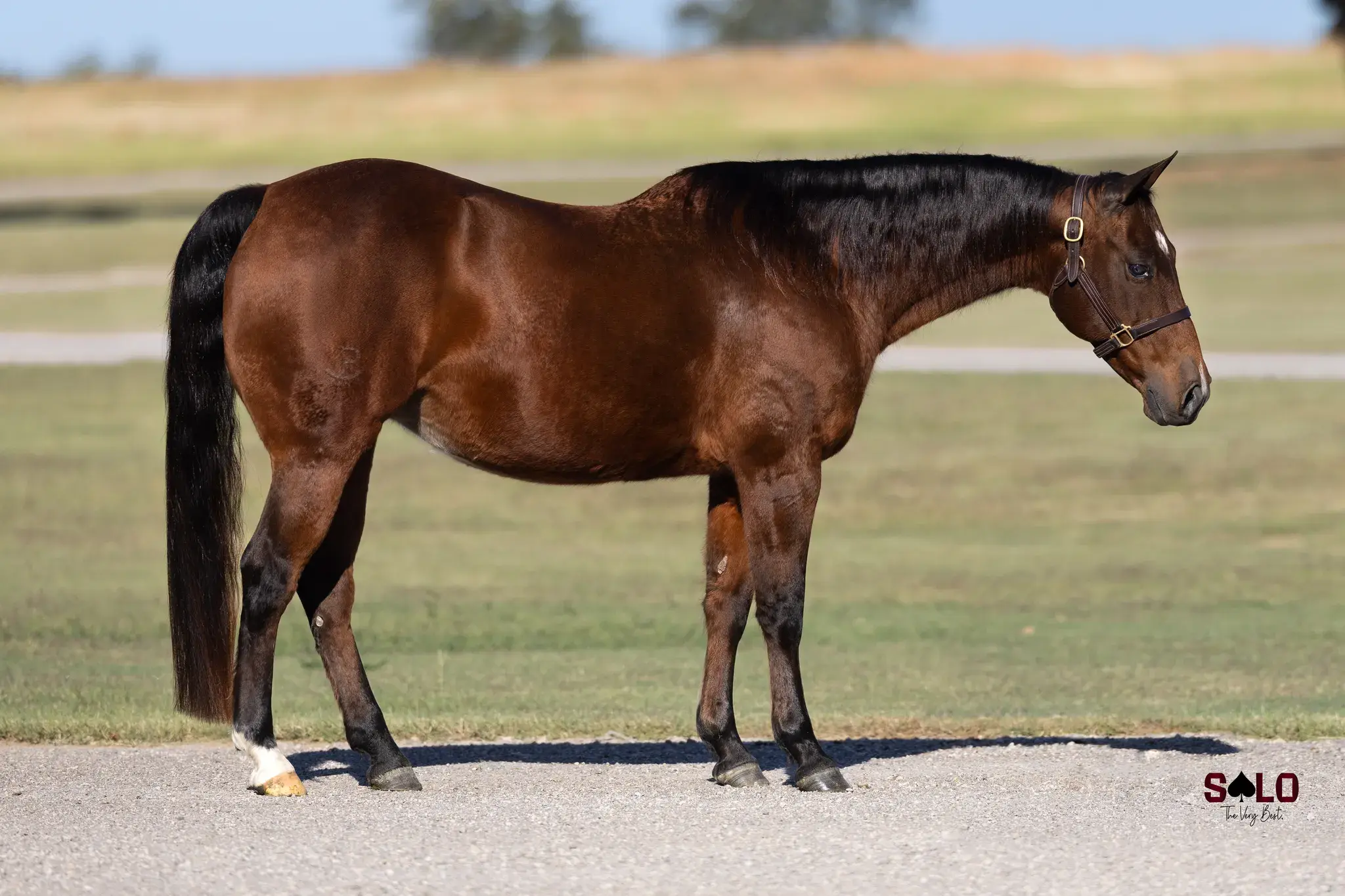 Miss Metallica, a 2011 bay donor mare in the Select Genes ICSI embryo program at Solo Select Horses