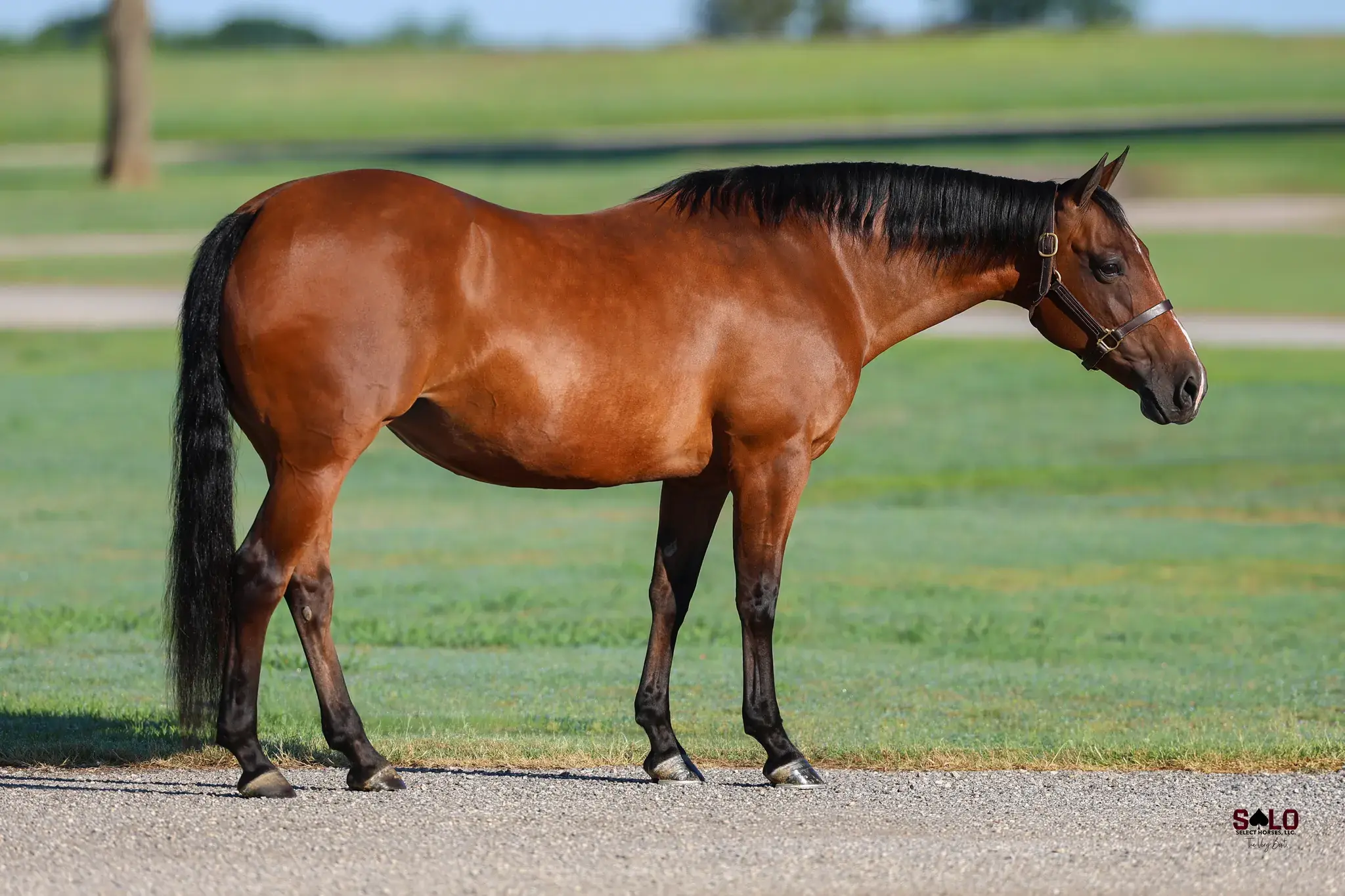 Ms Baby Cakes, a 2015 bay donor mare in the Select Genes ICSI embryo program at Solo Select Horses