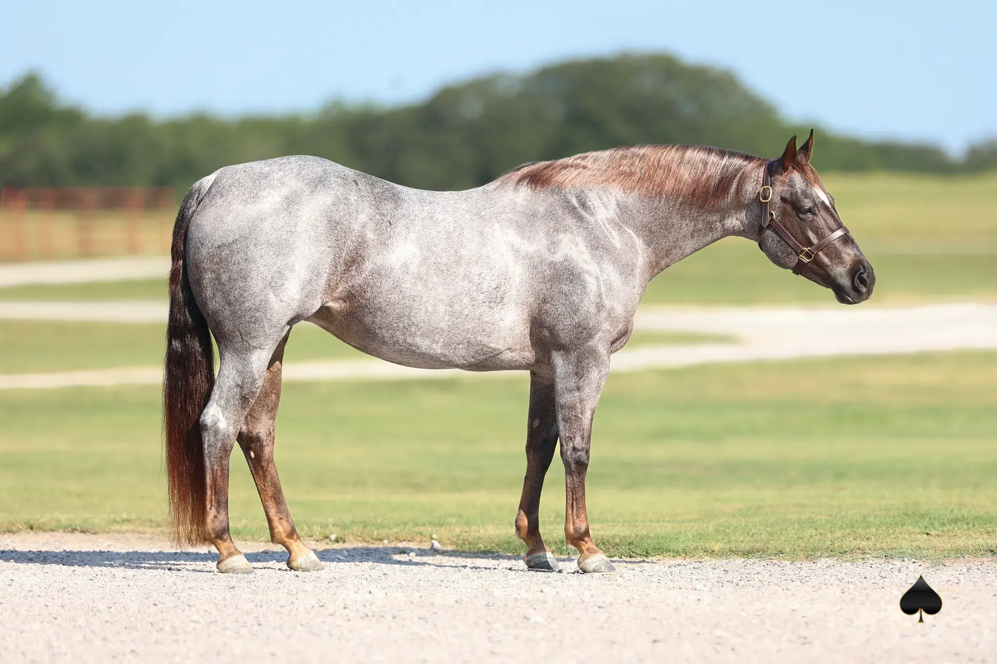 One Sparking Time, a 2015 red roan donor mare in the Select Genes ICSI embryo program at Solo Select Horses