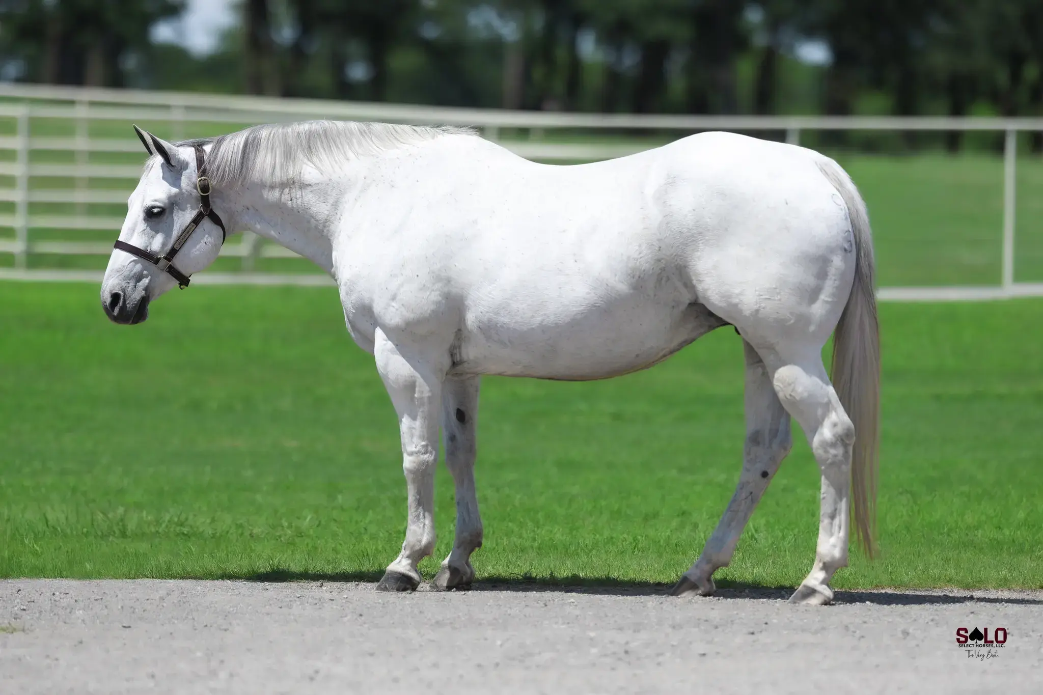 Chars Gun, a 2009 gray donor mare in the Select Genes ICSI embryo program at Solo Select Horses