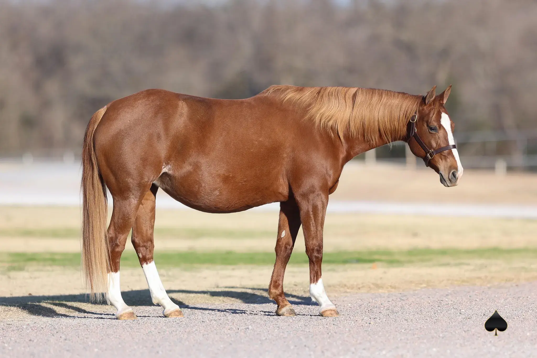 Chickasaw Grace, a 2018 sorrel donor mare in the Select Genes ICSI embryo program at Solo Select Horses