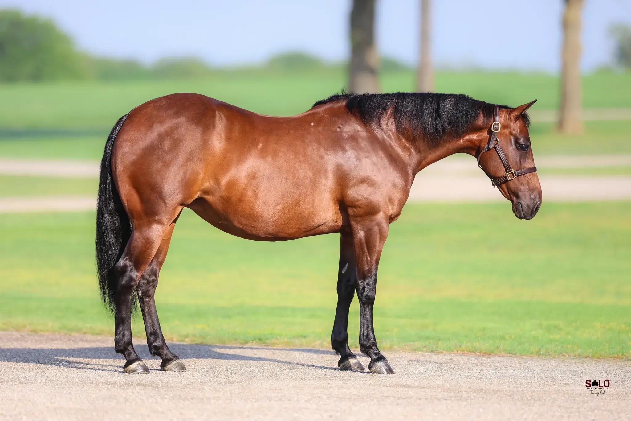 Goodbye To The Reyn, a 2013 bay donor mare in the Select Genes ICSI embryo program at Solo Select Horses
