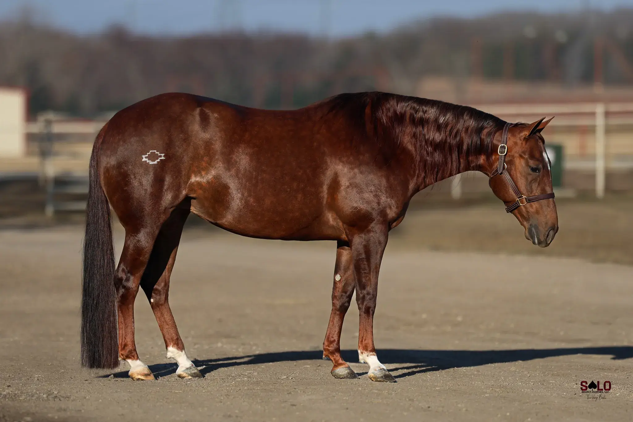 Heavy Metal Faith, a 2016 sorrel donor mare in the Select Genes ICSI embryo program at Solo Select Horses