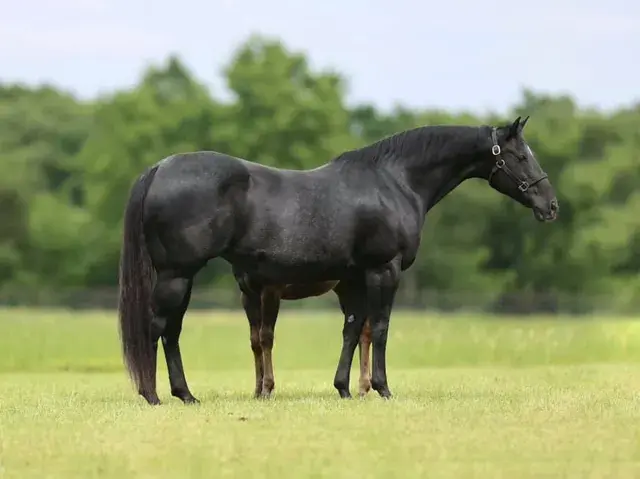 Ima Ramblin Girl, a 2003 brown donor mare in the Select Genes ICSI embryo program at Solo Select Horses