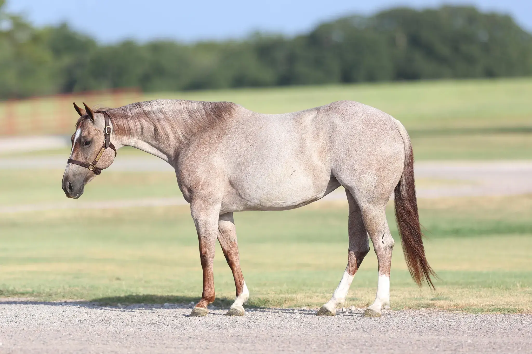 Metallic Corona, a 2017 red roan donor mare in the Select Genes ICSI embryo program at Solo Select Horses