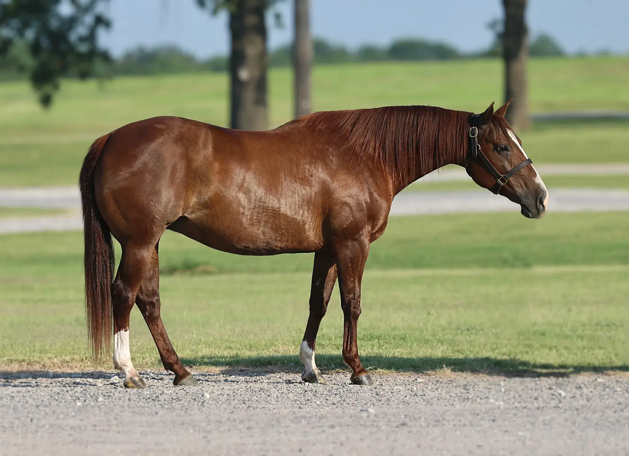 Metallic Mandy, a 2011 sorrel donor mare in the Select Genes ICSI embryo program at Solo Select Horses