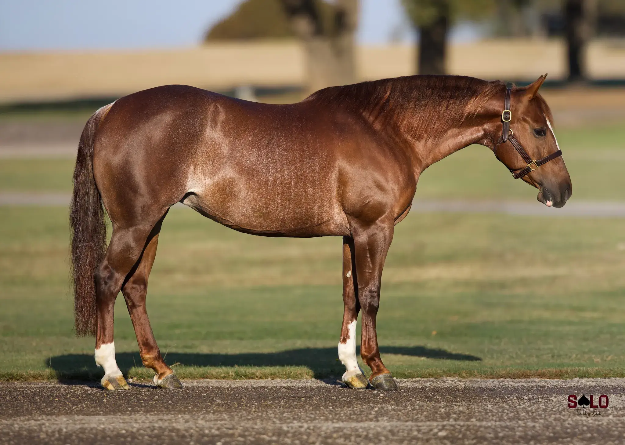 Sweet On Stevie, a 2020 sorrel donor mare in the Select Genes ICSI embryo program at Solo Select Horses