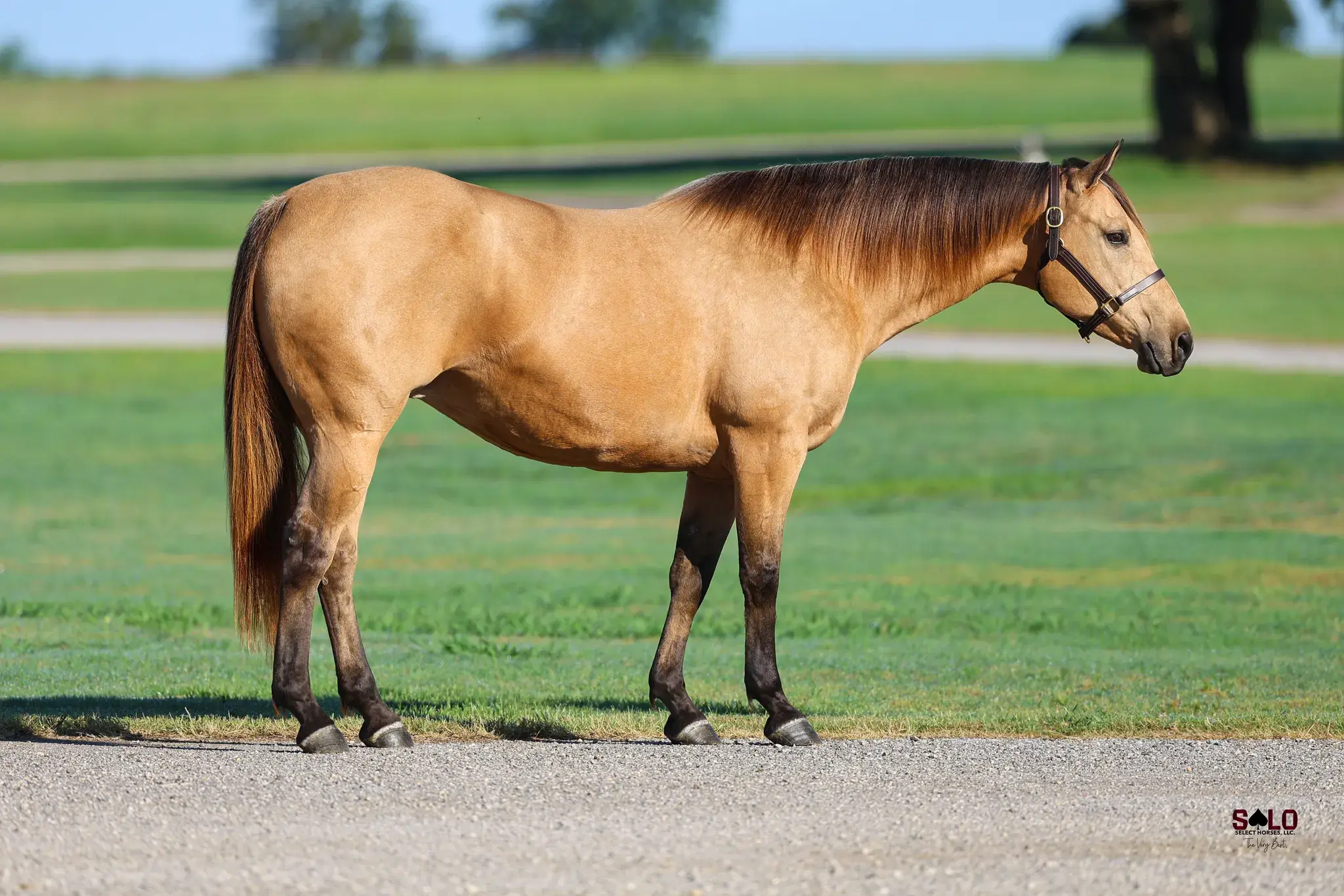 Earlette, a 2009 buckskin donor mare in the Select Genes ICSI embryo program at Solo Select Horses