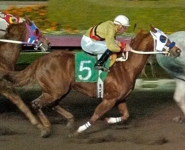 Jess A Cartel, a 2006 sorrel donor mare in the Select Genes ICSI embryo program at Solo Select Horses
