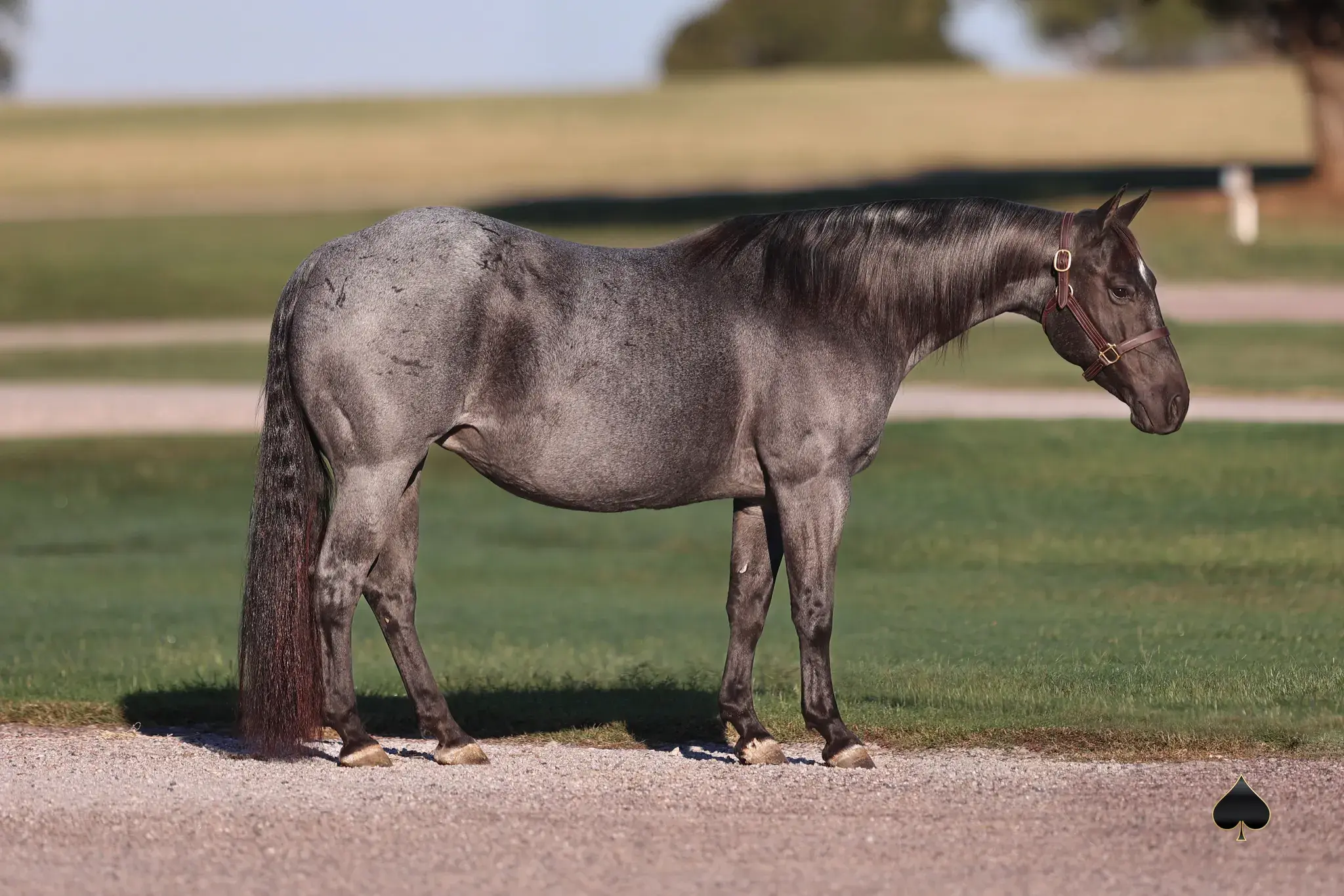Metallic Blu, a 2010 blue roan donor mare in the Select Genes ICSI embryo program at Solo Select Horses
