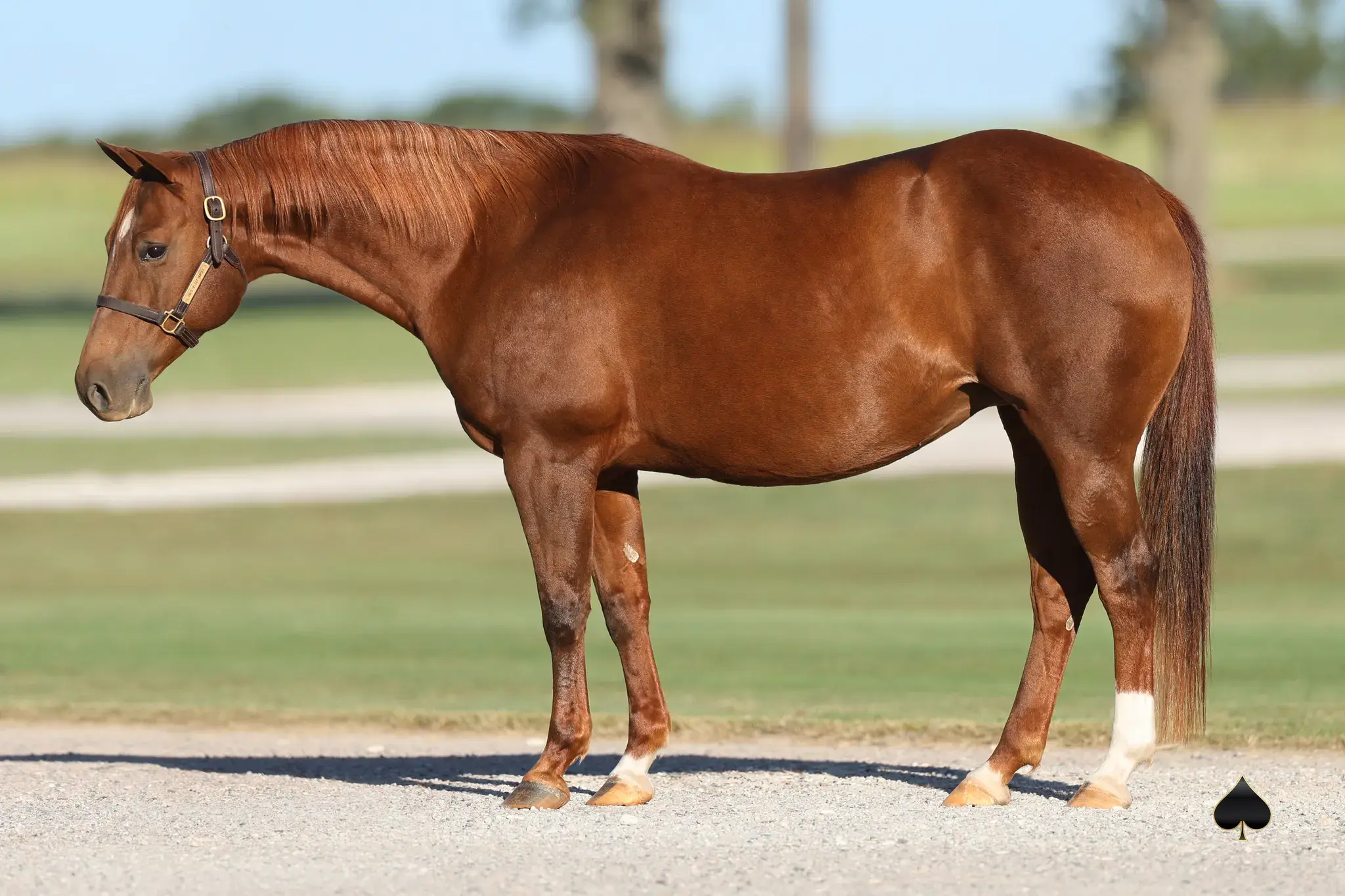 Midnightt Special, a 2015 sorrel donor mare in the Select Genes ICSI embryo program at Solo Select Horses