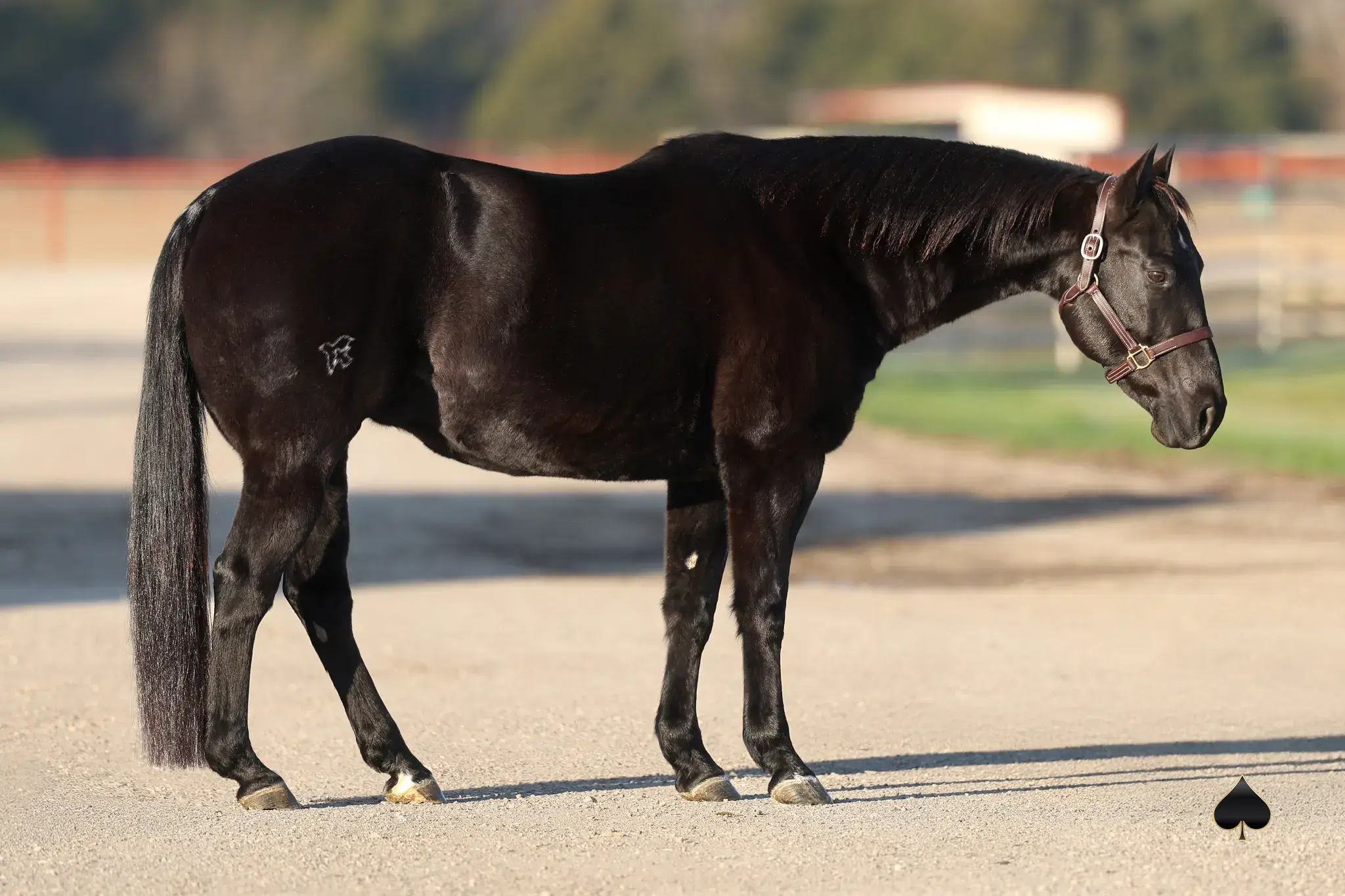 Highly Unlimited, a 2007 black donor mare in the Select Genes ICSI embryo program at Solo Select Horses