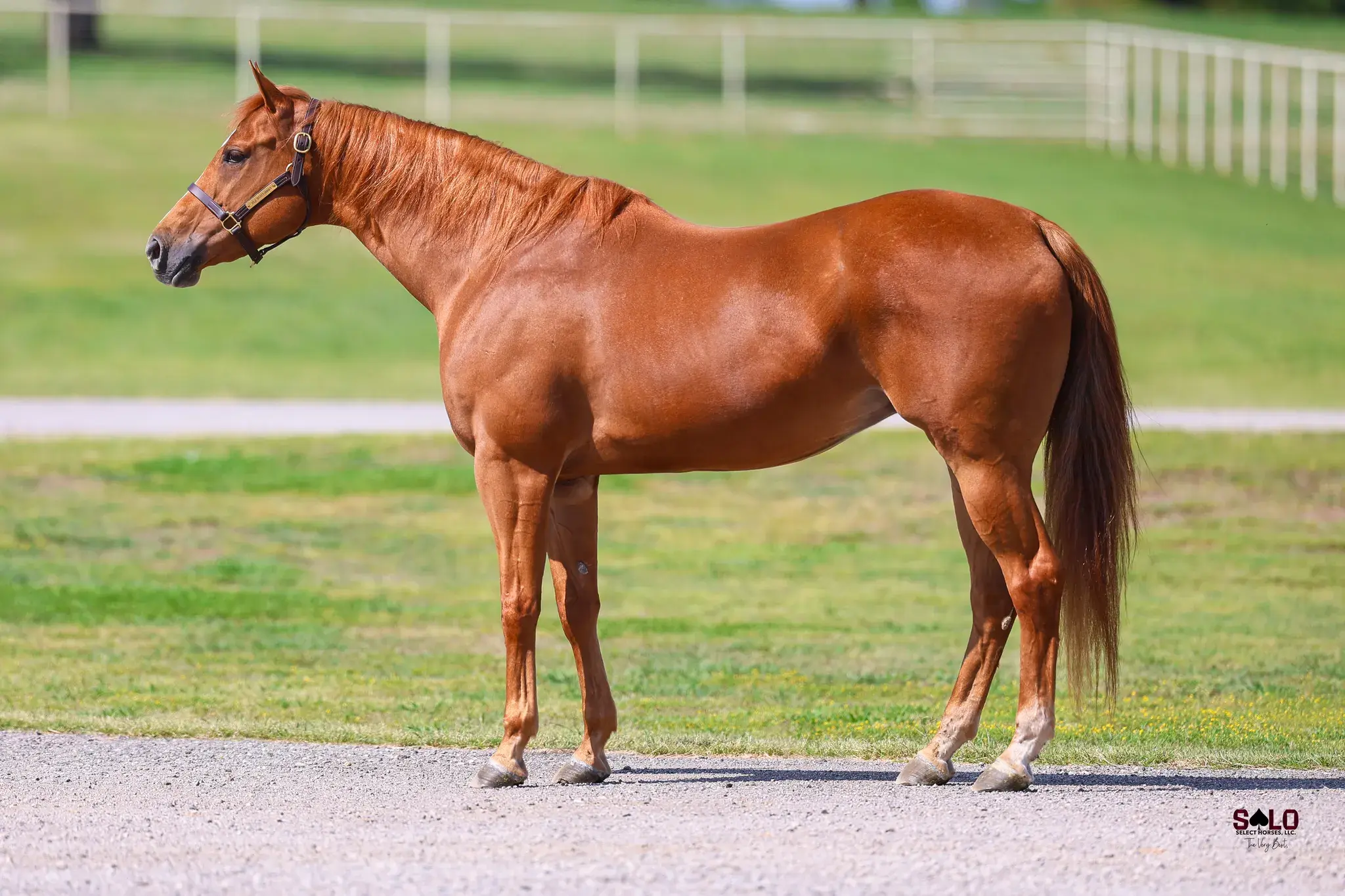 Corona Habit, a 2011 sorrel donor mare in the Select Genes ICSI embryo program at Solo Select Horses