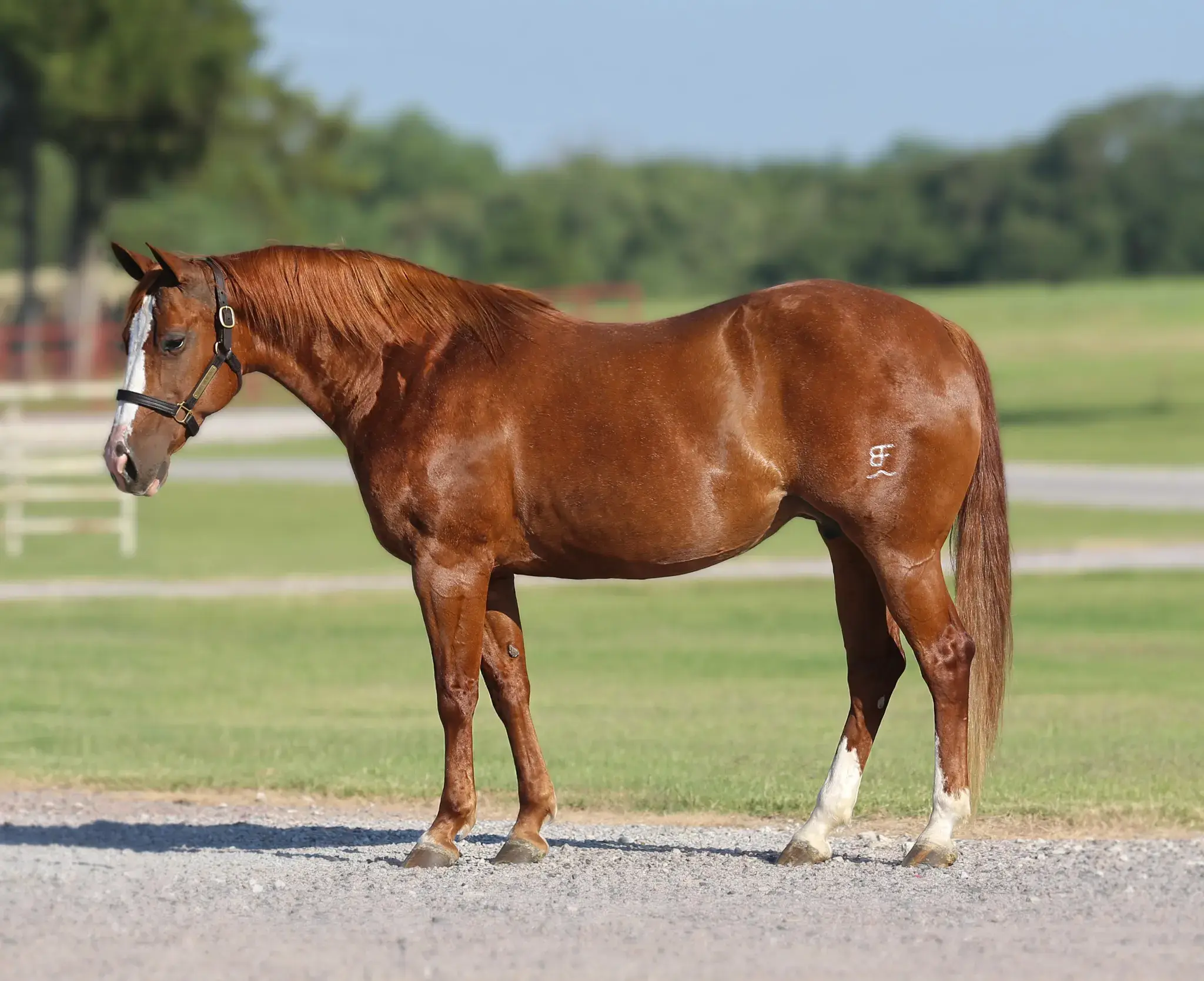 Dressin Up, a 2010 sorrel donor mare in the Select Genes ICSI embryo program at Solo Select Horses