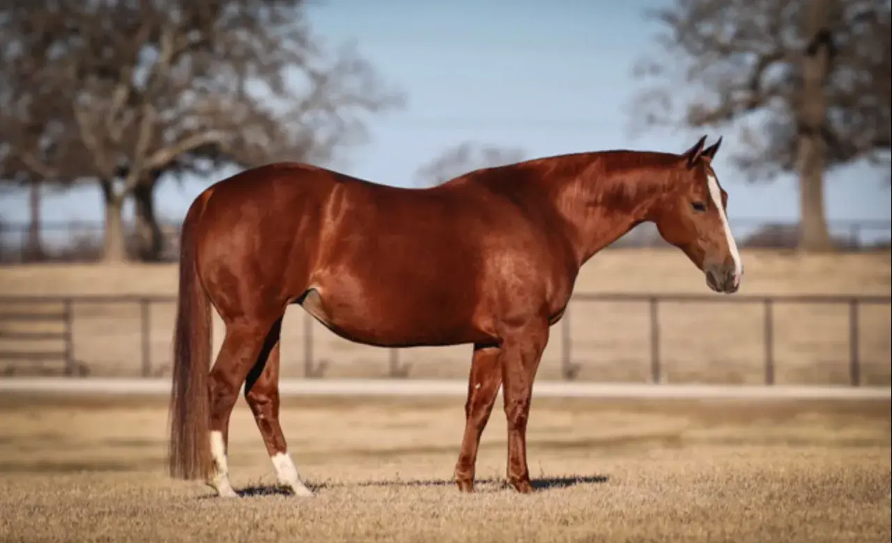 Flat Baroque, a 2009 chestnut donor mare in the Select Genes ICSI embryo program at Solo Select Horses