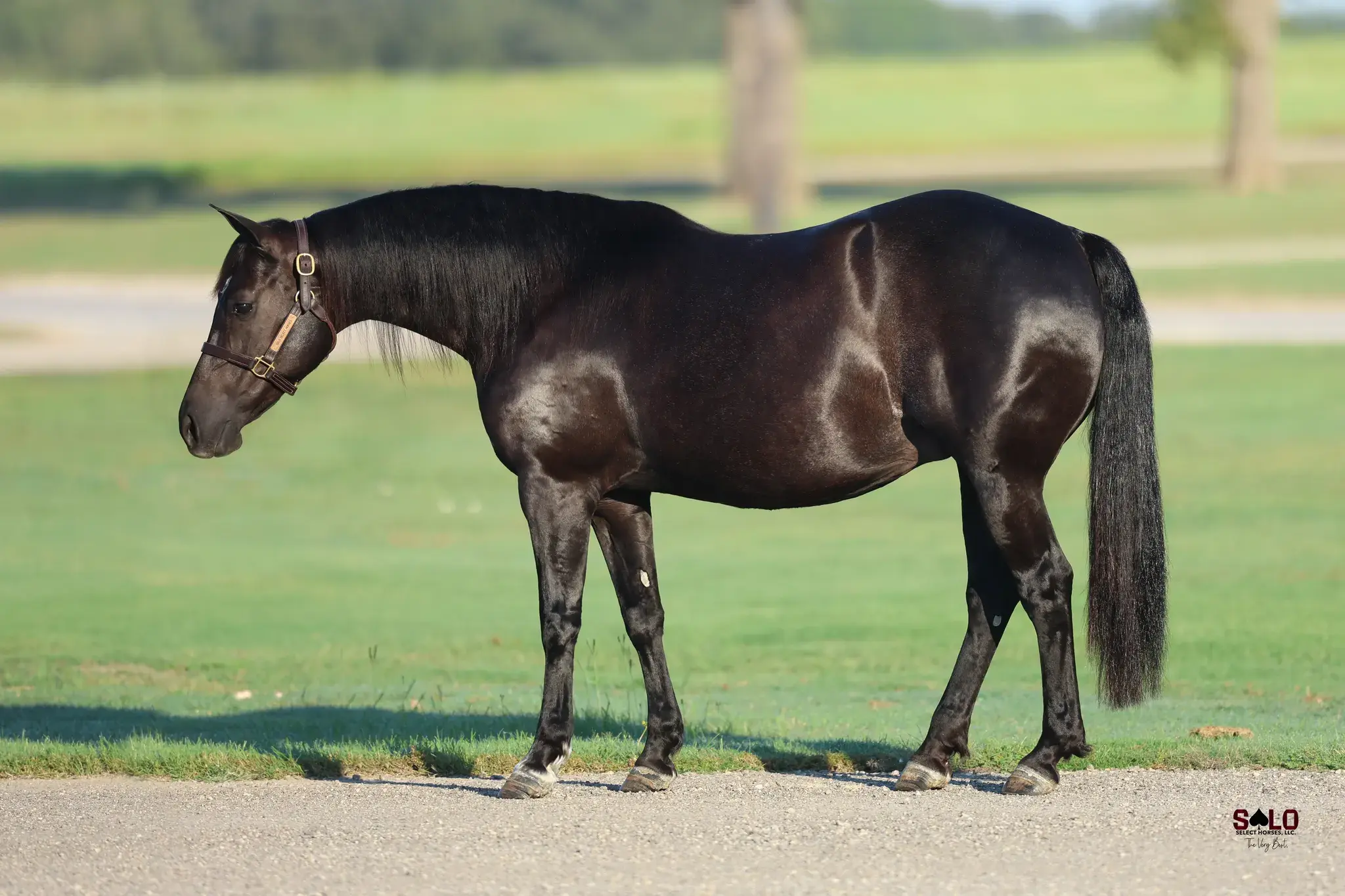 Just As Dark, a 2017 black donor mare in the Select Genes ICSI embryo program at Solo Select Horses